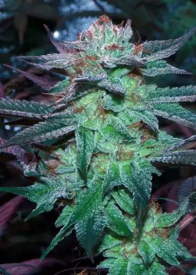 Sherb Tree by The Plug Seedbank, Photoperiod cannabis strain