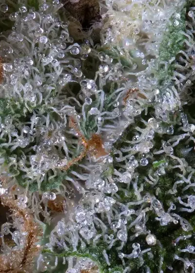 Sherbert Glue by Big Head Seeds, Photoperiod cannabis strain