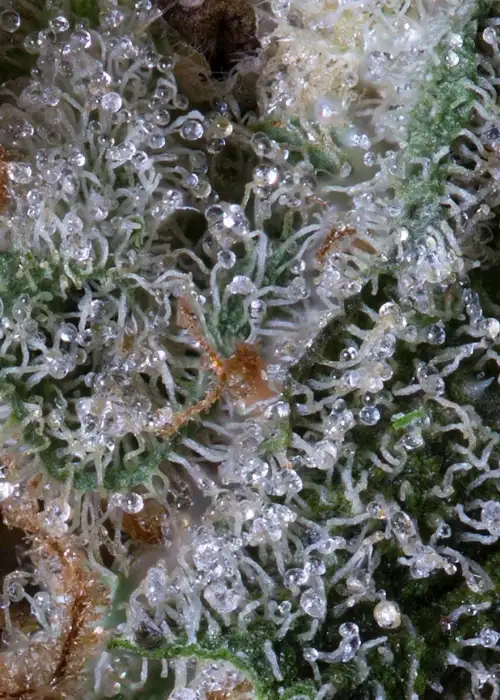 Sherbert Glue by Big Head Seeds, Photoperiod cannabis strain