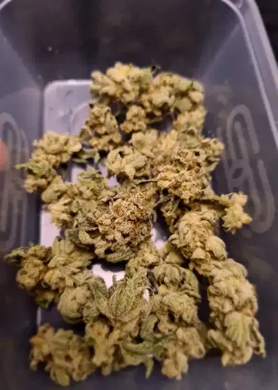 Sherbert Gorilla by Dr. Krippling, Photoperiod cannabis strain