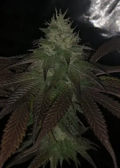 Sherbert S1 by Pheno Finder Seeds, Photoperiod cannabis strain