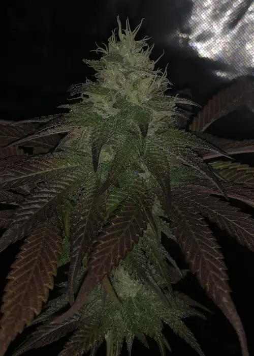Sherbert S1 by Pheno Finder Seeds, Photoperiod cannabis strain