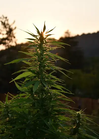 Sherbet Dip by Emerald Triangle Seeds, Photoperiod cannabis strain
