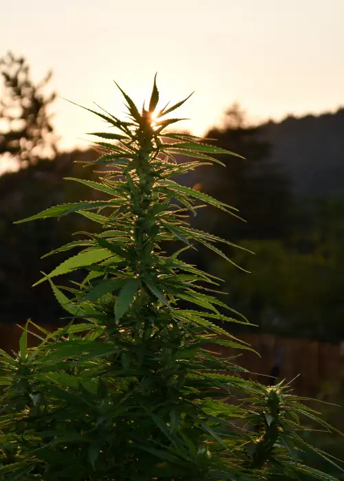 Sherbet Dip by Emerald Triangle Seeds, Photoperiod cannabis strain