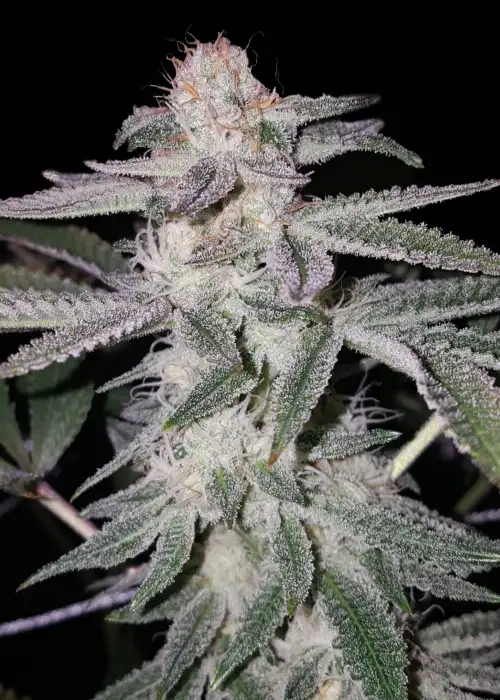 Sherbet Punch by Elev8 Seeds, Photoperiod cannabis strain