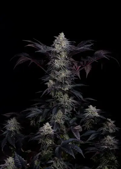 Sherbet-Z by Art Genetix, Photoperiod cannabis strain
