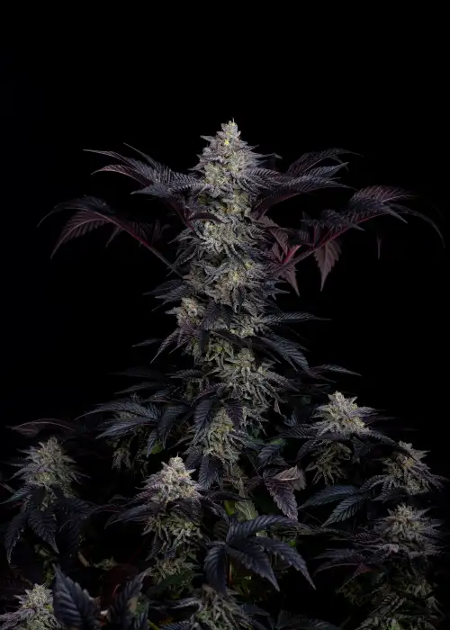 Sherbet-Z by Art Genetix, Photoperiod cannabis strain