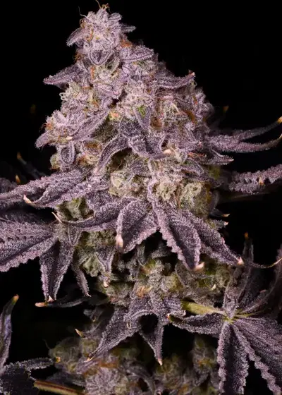 Sherblato by Premium Cultivars, Photoperiod cannabis strain