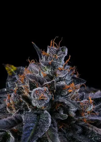 Sherbzooka by Wizard Trees, Photoperiod cannabis strain
