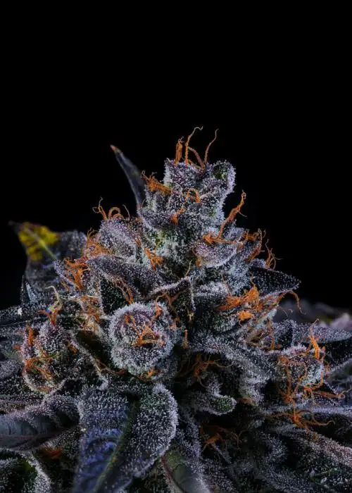 Sherbzooka by Wizard Trees, Photoperiod cannabis strain