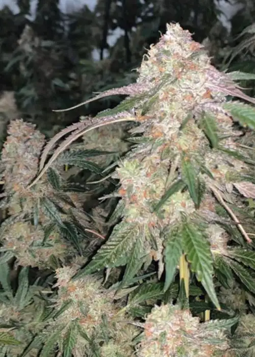 Sherlato 3.0 by The Kush Brothers, Photoperiod cannabis strain