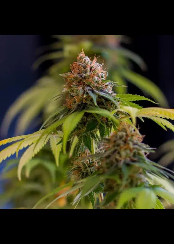 Shining Silver Haze Regular by Royal Queen Seeds, Photoperiod cannabis strain