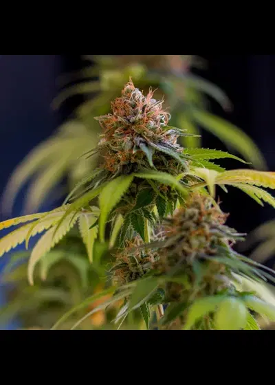 Shining Silver Haze by Royal Queen Seeds, Photoperiod cannabis strain