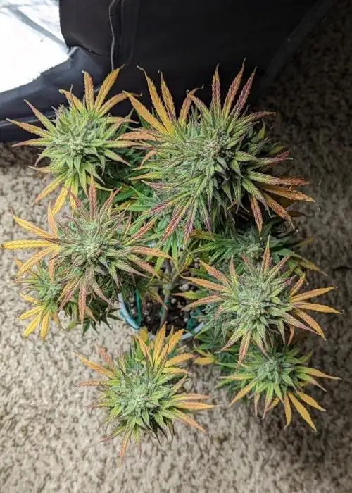 Shirley Temple by The Seed Kompany, Autoflower cannabis strain