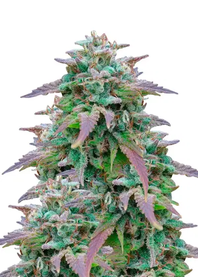 Shiskaberry Auto by Dutch Genetics, Autoflower cannabis strain