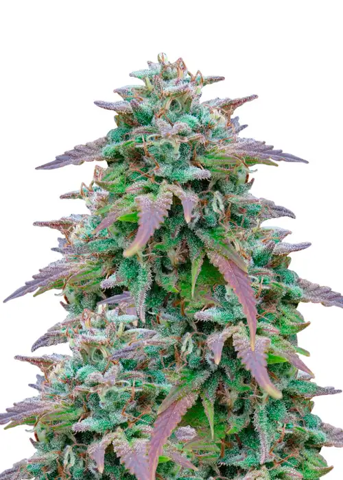 Shiskaberry Auto by Dutch Genetics, Autoflower cannabis strain