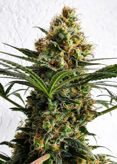 Shiskaberry by Pure Instinto, Photoperiod cannabis strain