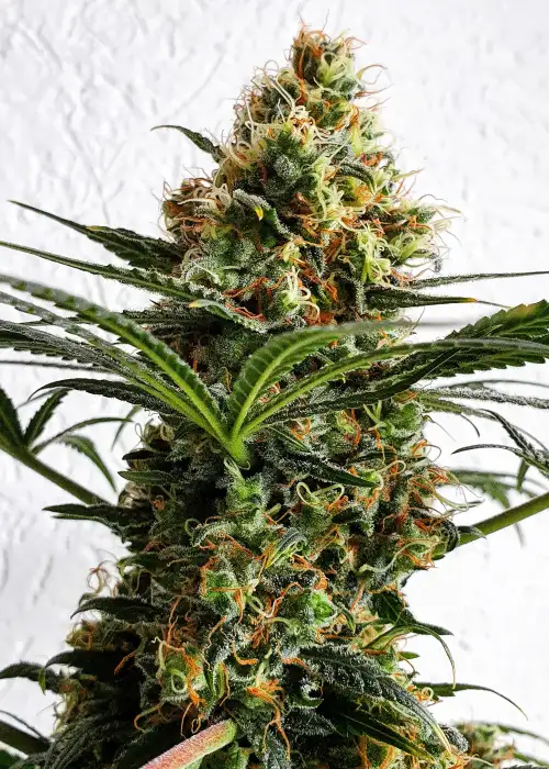 Shiskaberry by Pure Instinto, Photoperiod cannabis strain