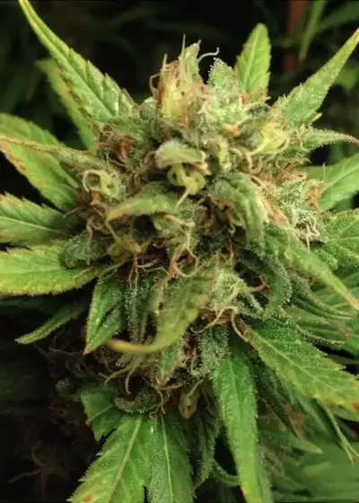 Shit by Mr.Nice, Photoperiod cannabis strain