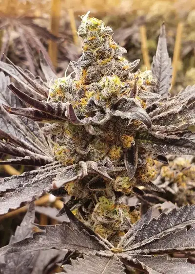 Shockwave by Ocean Grown Seeds, Photoperiod cannabis strain