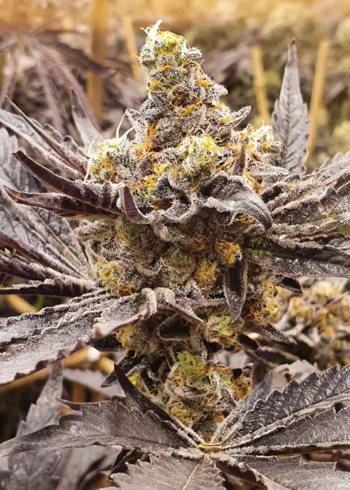 Shockwave by Ocean Grown Seeds, Photoperiod cannabis strain