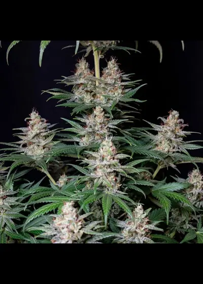 Shogun by Royal Queen Seeds, Photoperiod cannabis strain