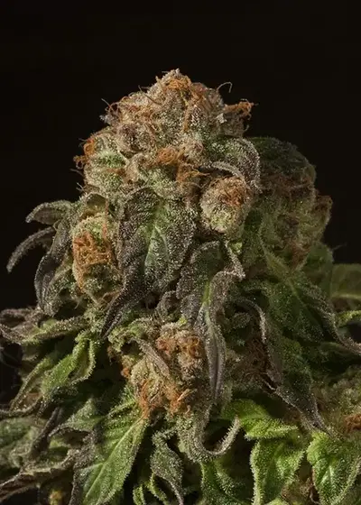 Shoreline by The Devils Harvest Seeds, Photoperiod cannabis strain