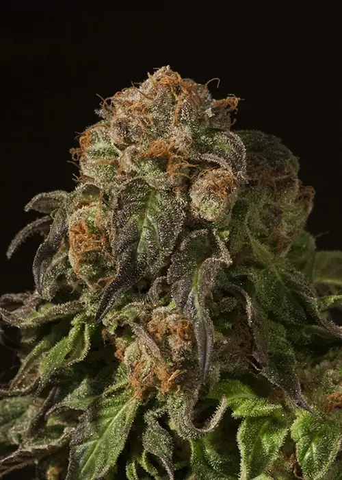 Shoreline by The Devils Harvest Seeds, Photoperiod cannabis strain