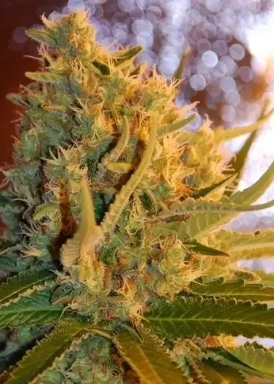 Shot Adrenaline by Samsara Seeds, Autoflower cannabis strain