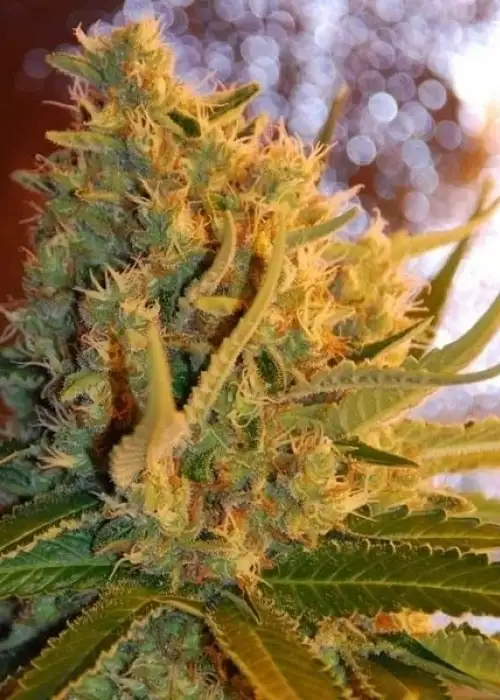 Shot Adrenaline by Samsara Seeds, Autoflower cannabis strain