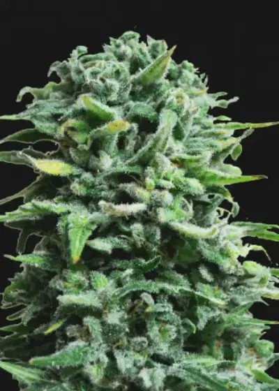 Siberian Haze Auto by Kalashnikov Seeds, Autoflower cannabis strain
