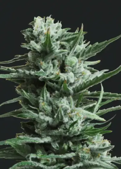 Siberian Haze by Kalashnikov Seeds, Photoperiod cannabis strain