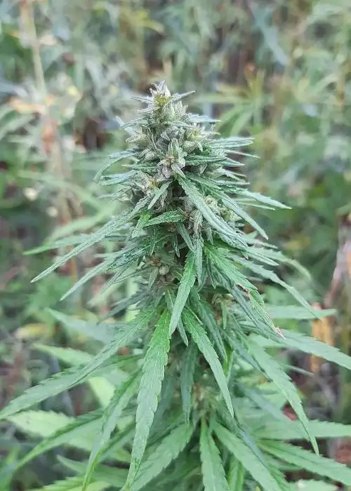 Siberian Ruderalis by Khalifa Genetics, Autoflower cannabis strain