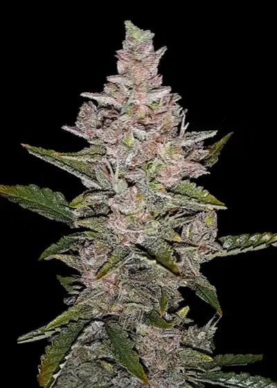 Sicario Automatic by Club Riot Seeds, Autoflower cannabis strain