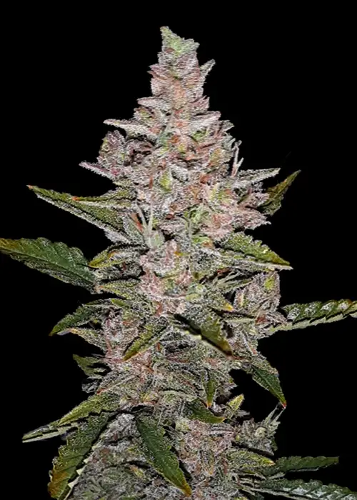 Sicario Automatic by Club Riot Seeds, Autoflower cannabis strain
