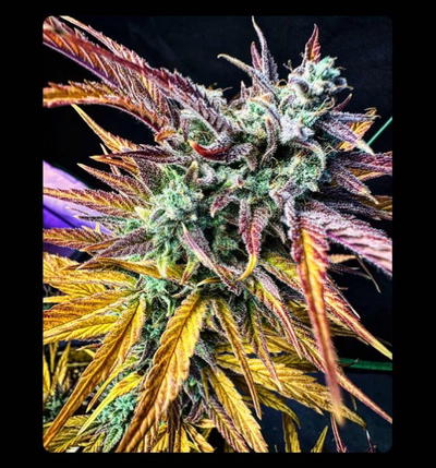 Sick Bubblegum by Brothers In Farms, Autoflower cannabis strain