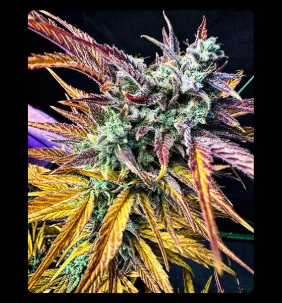 Sick Bubblegum by Brothers In Farms, Autoflower cannabis strain