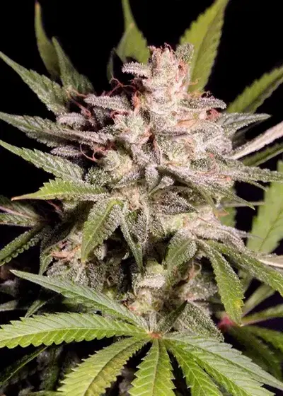 Silver Bubble by Reserva Privada, Photoperiod cannabis strain