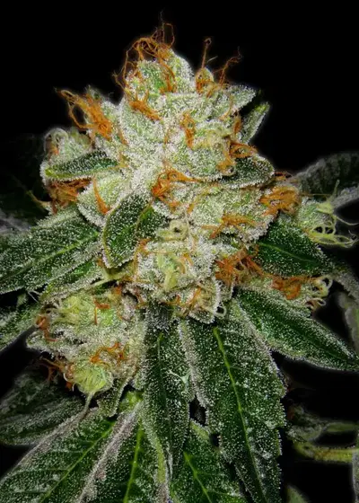 Silver Haze by Grand Daddy Purp, Photoperiod cannabis strain