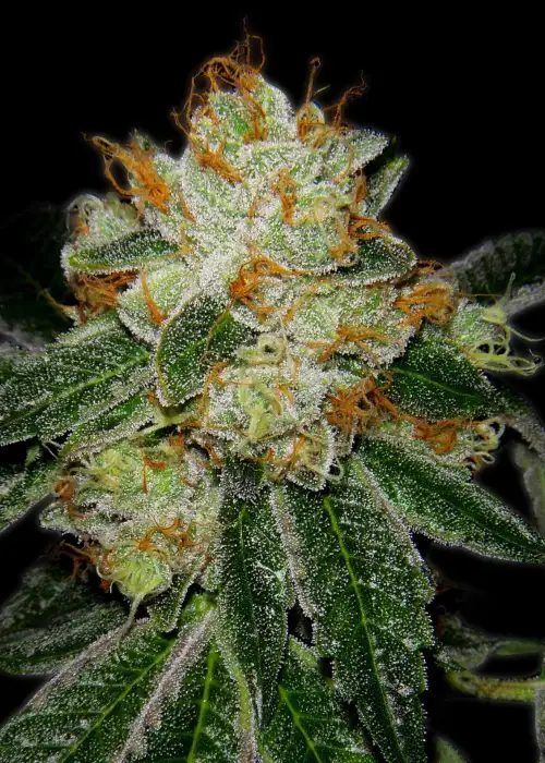 Silver Haze by Grand Daddy Purp, Photoperiod cannabis strain