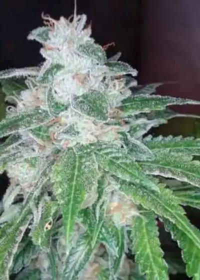 Silver Kush by Reserva Privada, Photoperiod cannabis strain