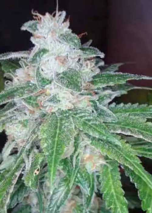 Silver Kush by Reserva Privada, Photoperiod cannabis strain
