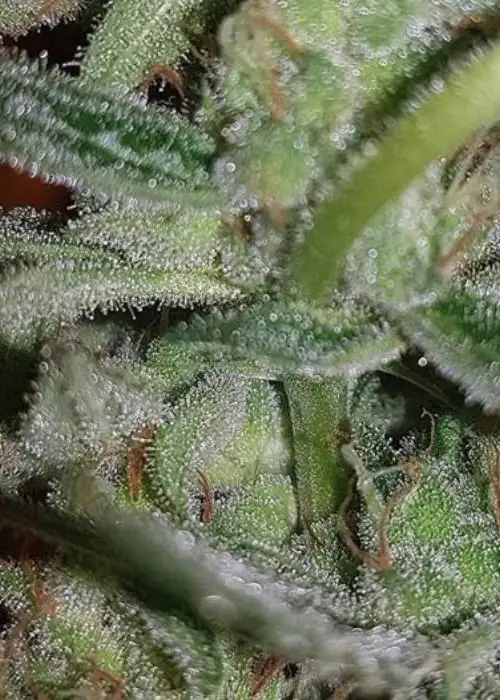 Silver Nevil by Connoisseur Genetics, Photoperiod cannabis strain