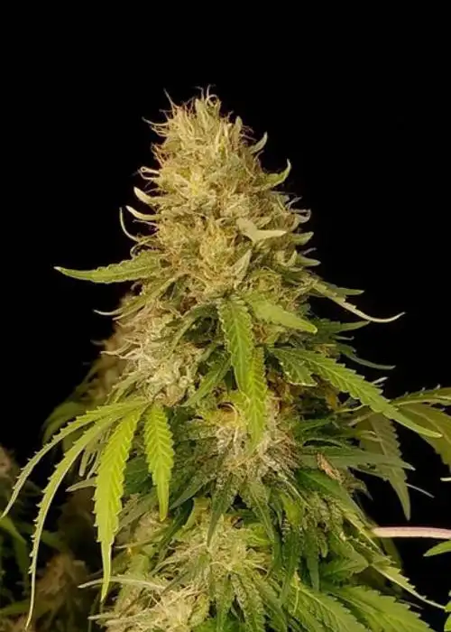 Silverback Gorilla Sherbet by Inseedious Seeds, Photoperiod cannabis strain
