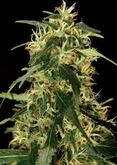 Silverstar Haze by The Bulldog Seeds, Photoperiod cannabis strain
