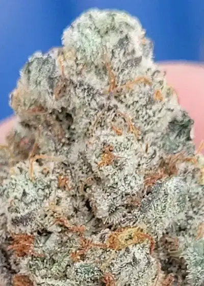 Simily by Beleaf Cannabis, Photoperiod cannabis strain