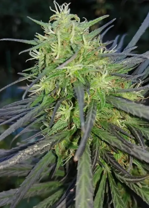 Sinai by The Real Seed Company, Photoperiod cannabis strain