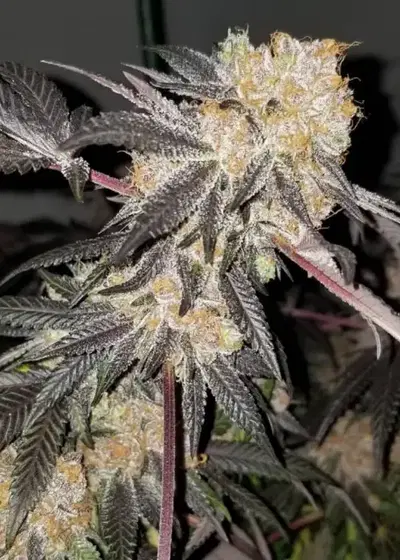 SinMint Cookies by SinCity Seeds, Photoperiod cannabis strain