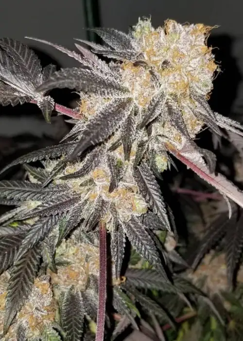 SinMint Cookies by SinCity Seeds, Photoperiod cannabis strain