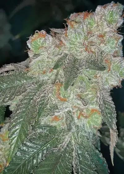 SinMintZ by SinCity Seeds, Photoperiod cannabis strain